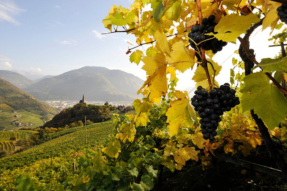 Reife Trauben im Herbst, St Georg, Alto Adige, Südtirol, Italien