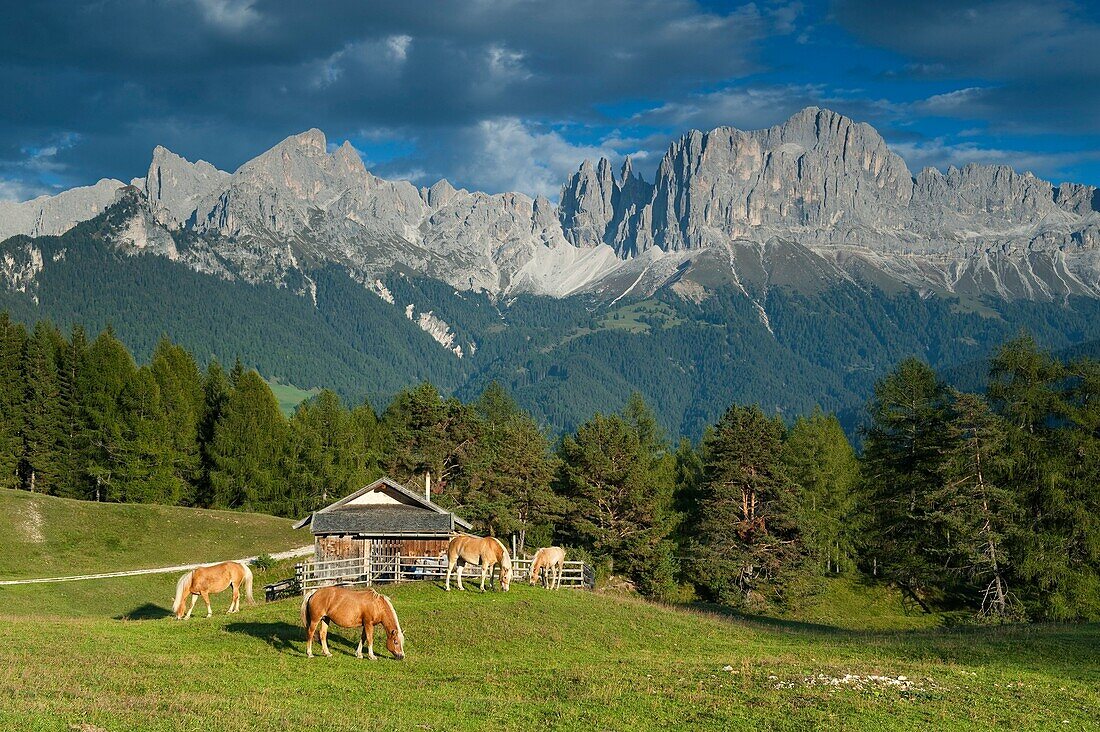 Haflinger horses in the pasture, Alto Adige, South Tyrol, Italy