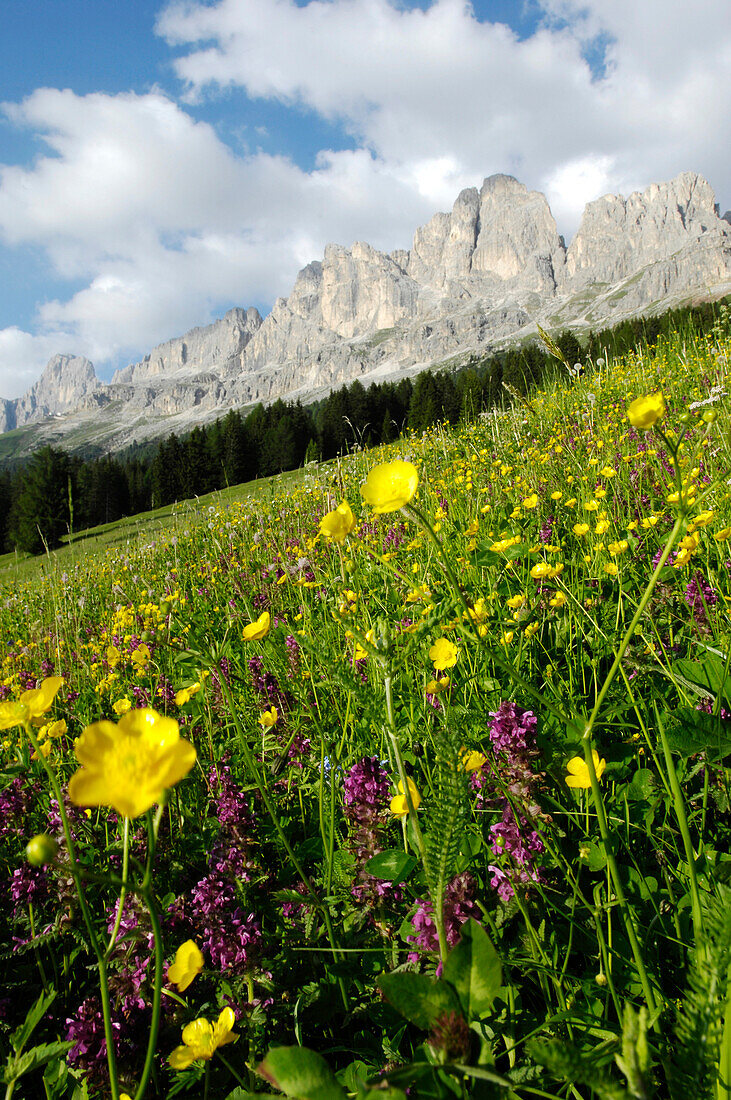 Blühende Almwiese im Hintergrund, Dolomiten, Alto Adige, Südtirol, Italien