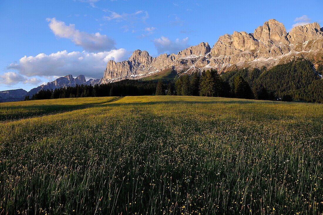 Alpine meadow in blossom, Rosengarten in the background, Dolomites, Alto Adige, South Tyrol, Italy