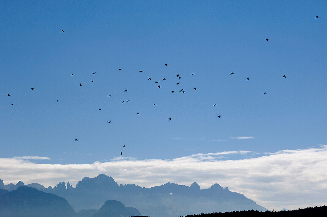 Flock of crow, Alto Adige, South Tyrol, Italy