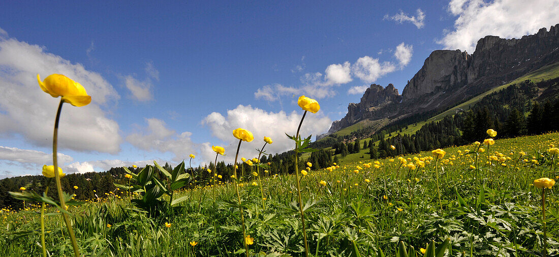 Meadow of globeflowers, Eggen Valley, Nova Levante, Dolomites, Alto Adige, South Tyrol, Italy