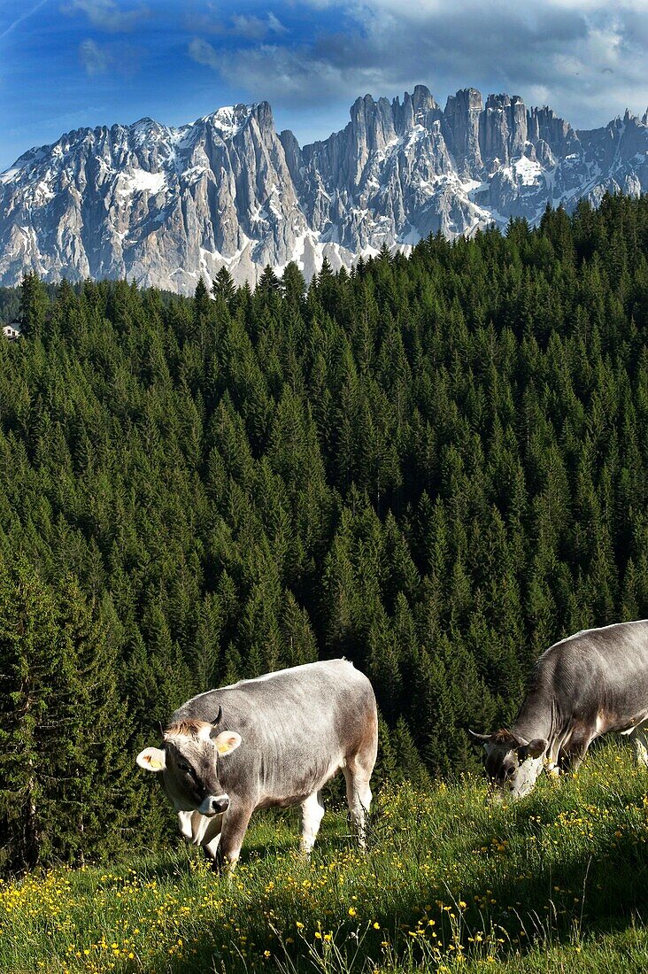 Cows grazing, Hagner Hof, Eggen Valley, Nova Levante, Dolomites, Alto Adige, South Tyrol, Italy