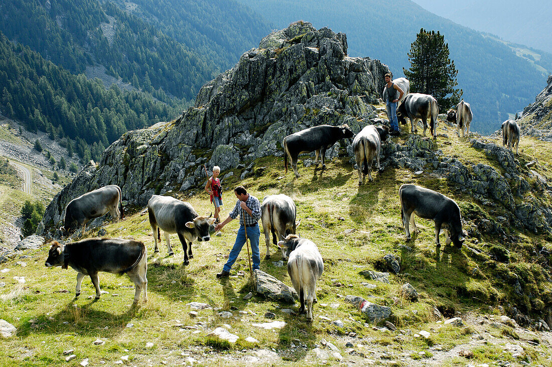 Bauer beim Almauftrieb, Ultental, Alto Adige, Südtirol, Italien