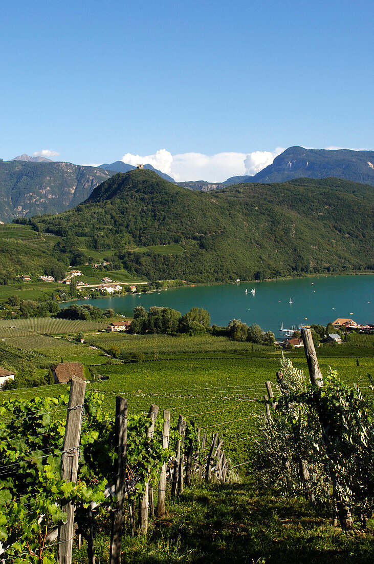 Vines around the lake Kalterer, Bozen, Alto Adige, South Tyrol, Italy