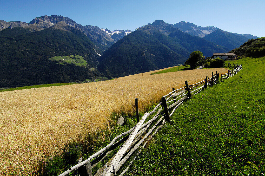 Roggenanbau auf dem Sonnenberg, Alto Adige, Südtirol, Italien