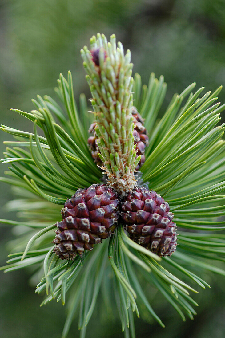 Pine cones, branch with needles, Alto Adige, South Tyrol, Italy