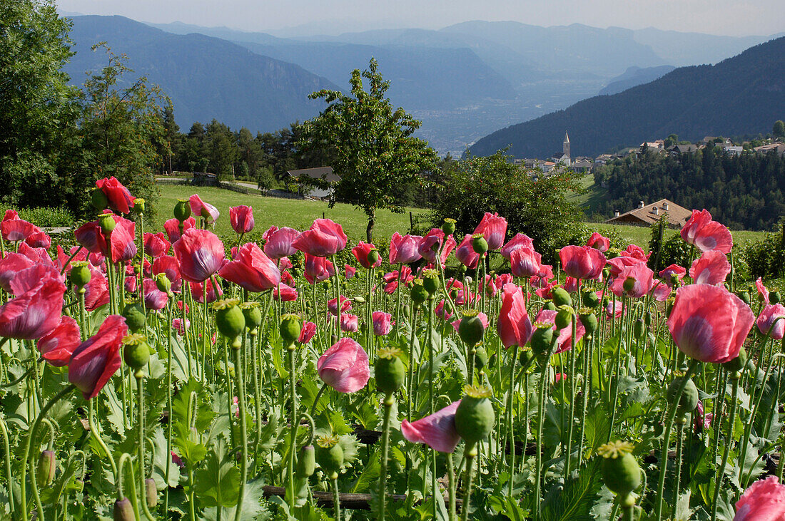 Field of poppy flowers, Jenesien, Alto Adige, South Tyrol, Italy