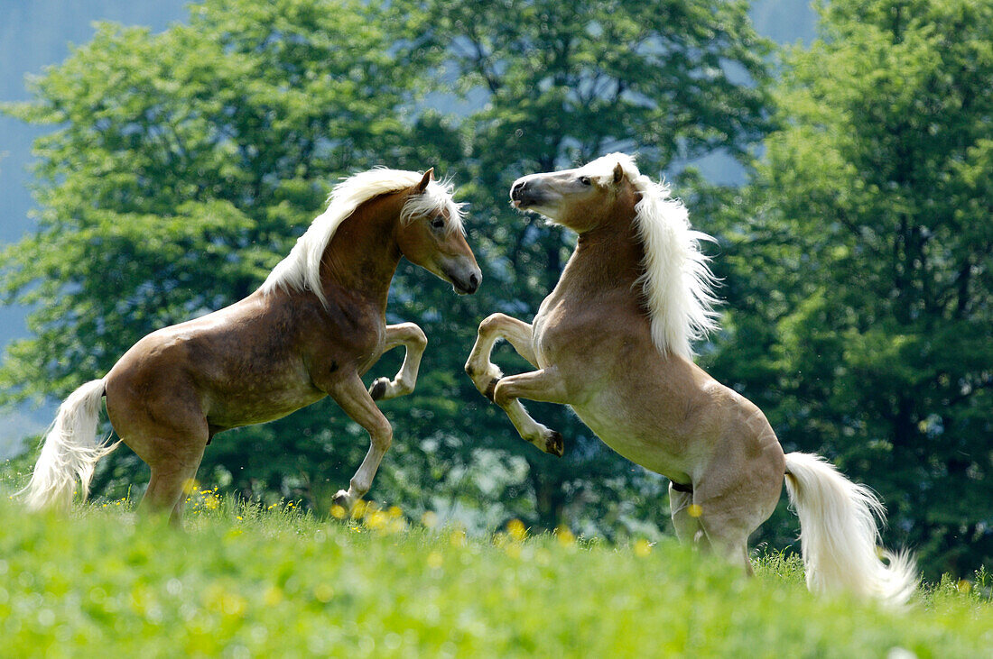 Haflinger horses, Alto Adige, South Tyrol, Italy