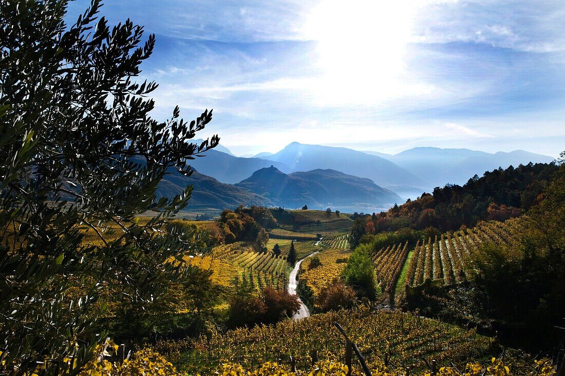 Weinfelder im Sonnenlicht im Herbst, Kaltern an der Weinstrasse, Südtirol, Alto Adige, Italien, Europa