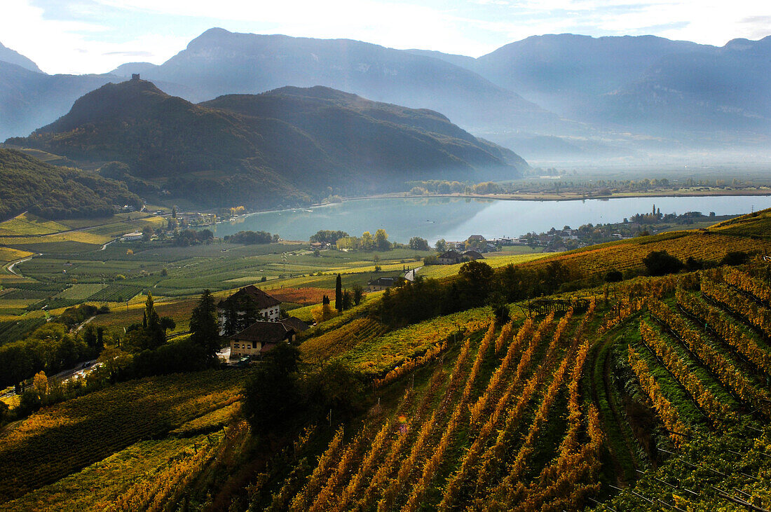 High angle view of vineyard at lake Kalterer See, Kaltern an der Weinstrasse, South Tyrol, Alto Adige, Italy, Europe
