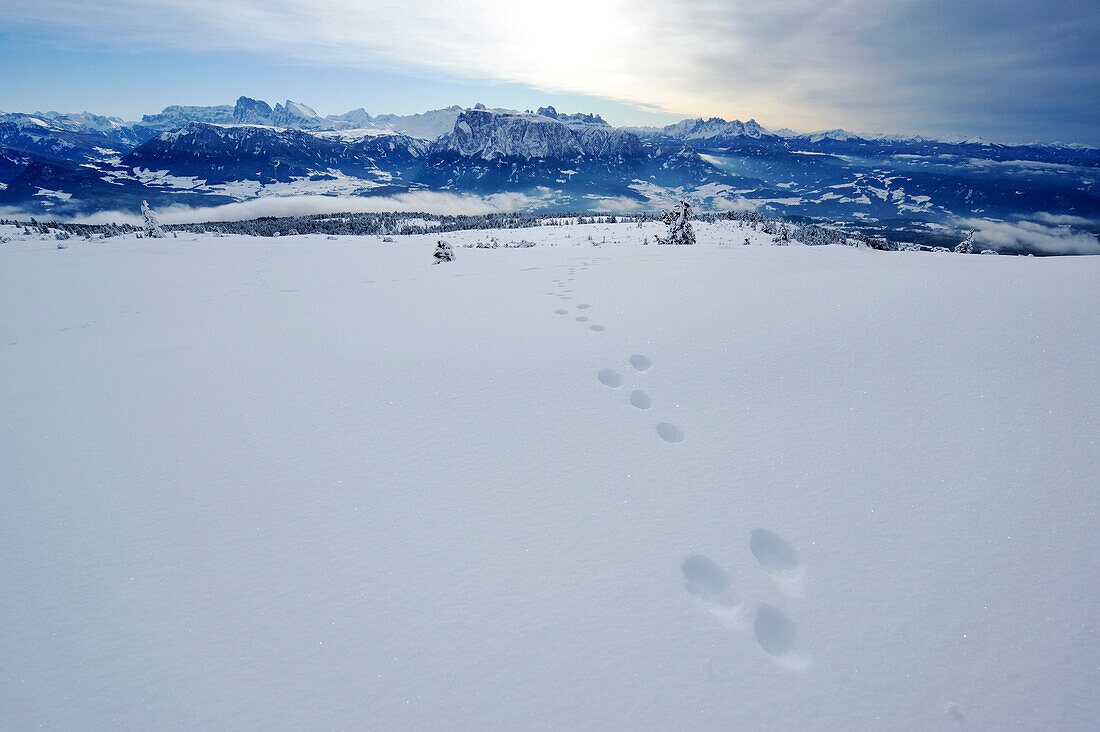 Berglandschaft mit Spuren im Schnee, Dolomiten, Südtirol, Alto Adige, Italien, Europa