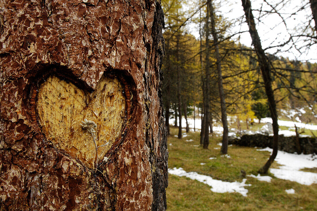 Baumstamm mit geschnitztem Herz in der Baumrinde, Südtirol, Alto Adige, Italien, Europa