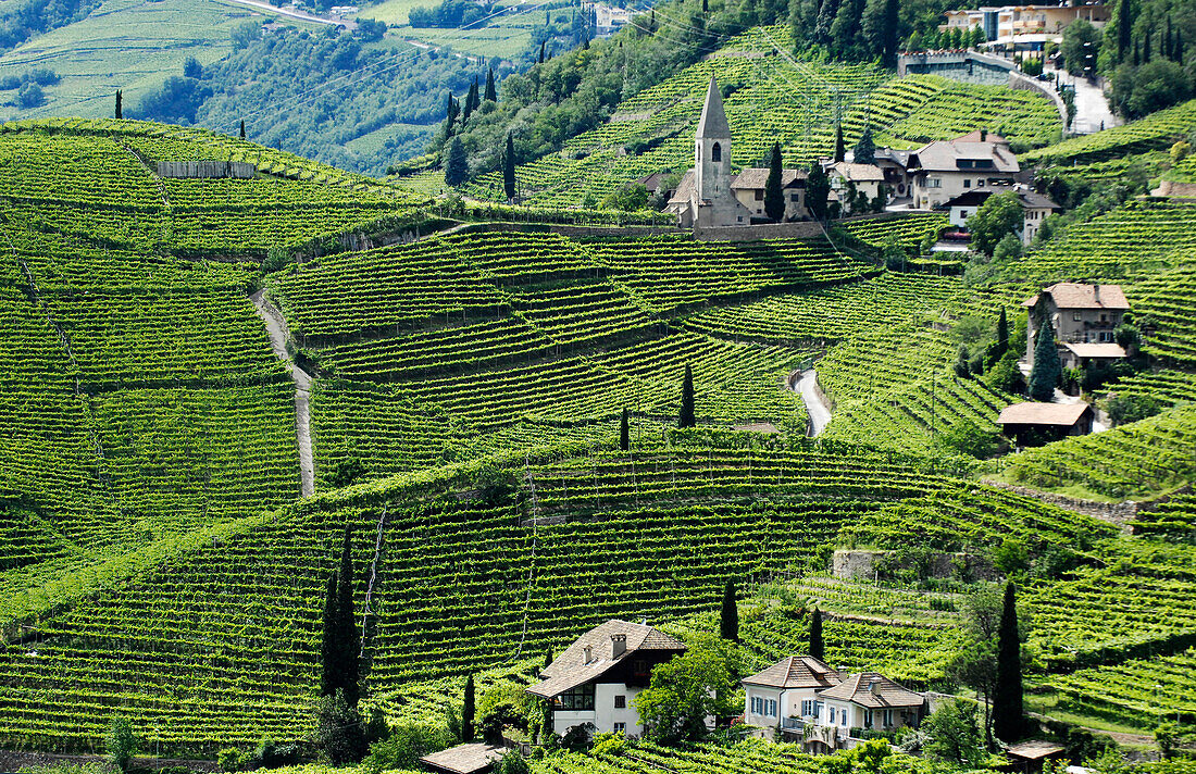 Weinfeld und Häuser im Sonnenlicht, Bozen Rentsch, Dolomiten, Südtirol, Alto Adige, Italien, Europa