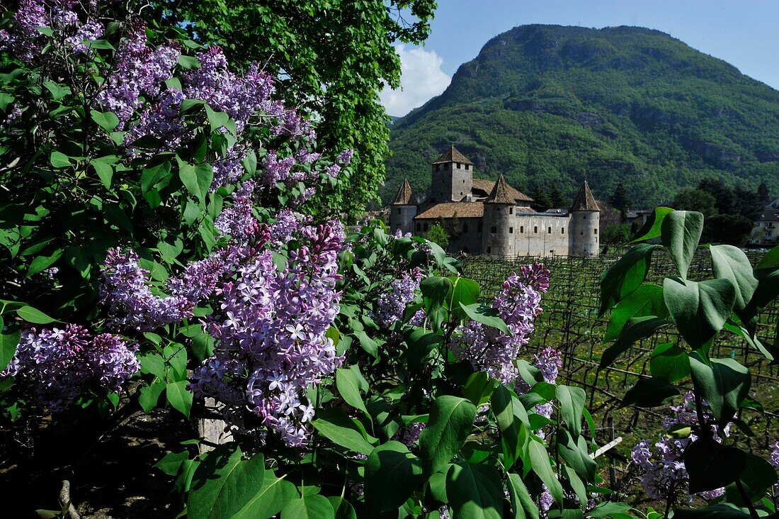 Blooming lilacs in front of Maretsch castle, Bolzano, South Tyrol, Alto Adige, Italy, Europe