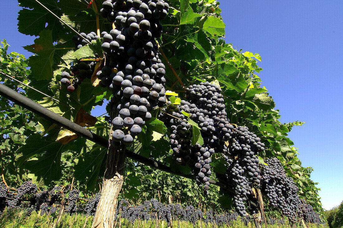 Blaue Weintrauben im Sonnenlicht, Südtirol, Alto Adige, Italien, Europa