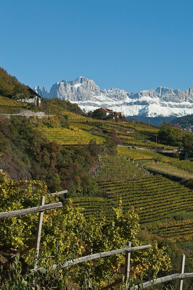 Weinfelder vor Bergmassiv im Herbst, Dolomiten, Südtirol, Alto Adige, Italien, Europa