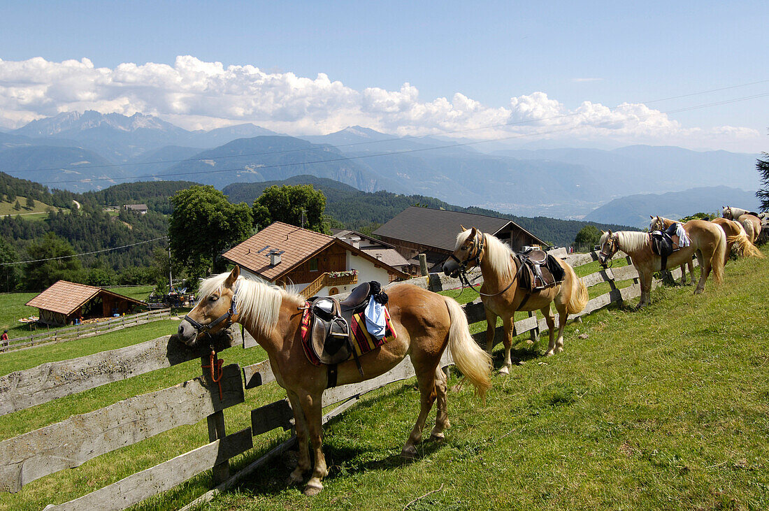 Gesattelte Pferde an einem Weidezaun, Jenesien, Tschögglberg, Südtirol, Alto Adige, Italien, Europa