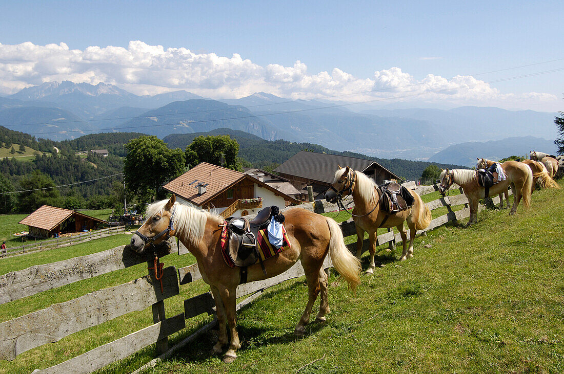 Horses with saddle at a wooden fence, Jenesien, Tschoegglberg, South Tyrol, Alto Adige, Italy, Europe