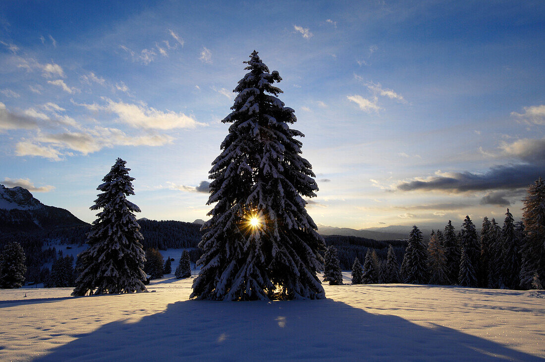 Conifer in the snow at sunset, South Tyrol, Alto Adige, Italy, Europe