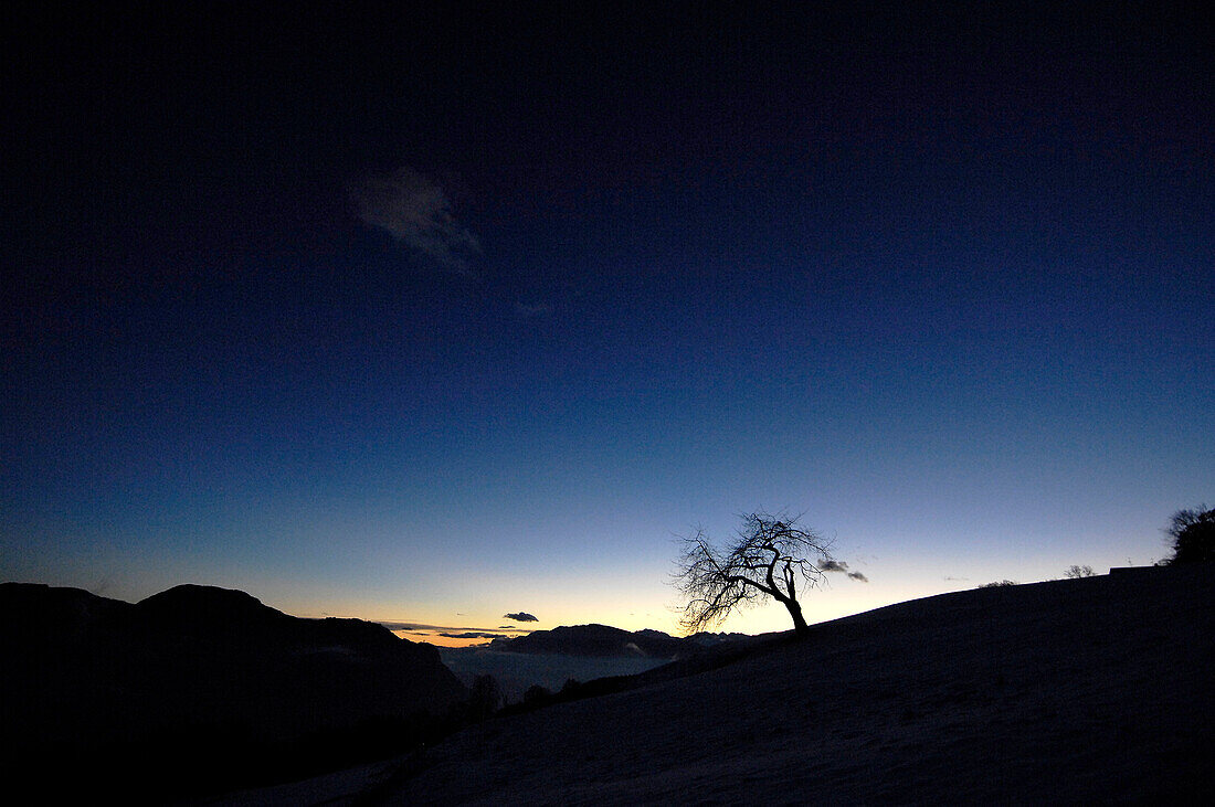 Silhouette of a tree in the evening light, South Tyrol, Alto Adige, Italy, Europe