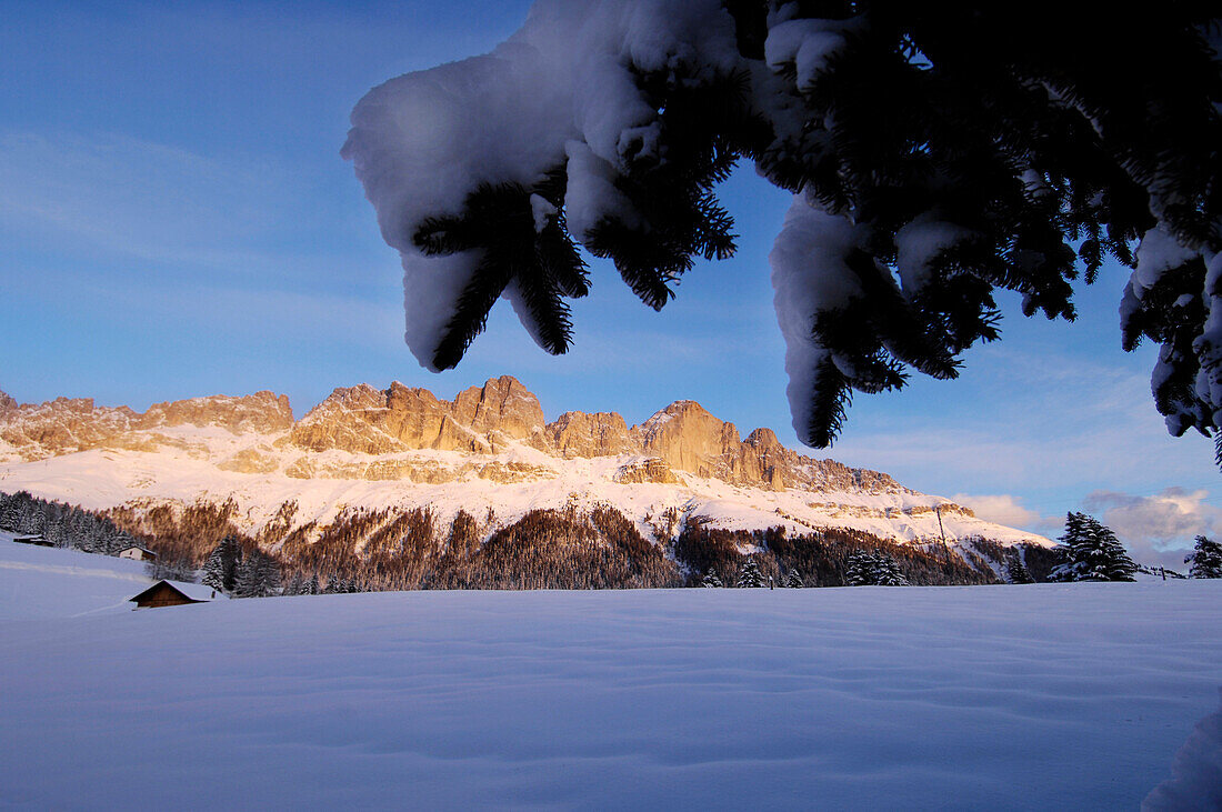Verschneite Fichten und Gebirge bei Sonnenuntergang, Dolomiten, Südtirol, Alto Adige, Italien, Europa