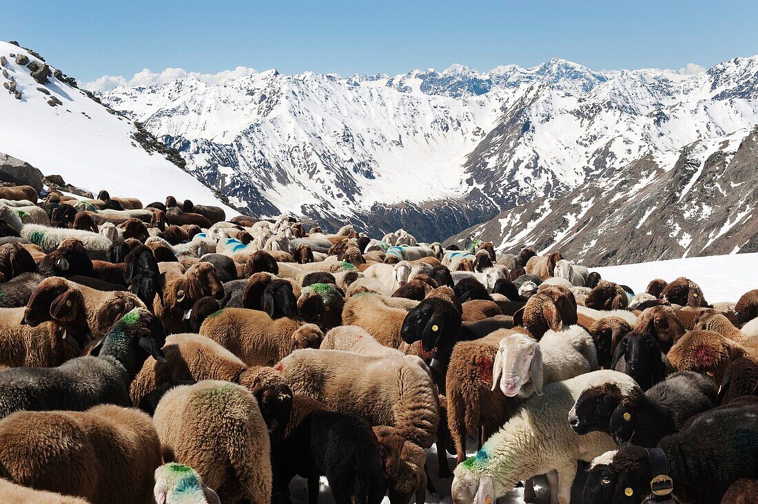 Flock of sheep on its way to mountain pasture on snow covered mountainside, Similaun glacier, South Tyrol, Alto Adige, Italy, Europe