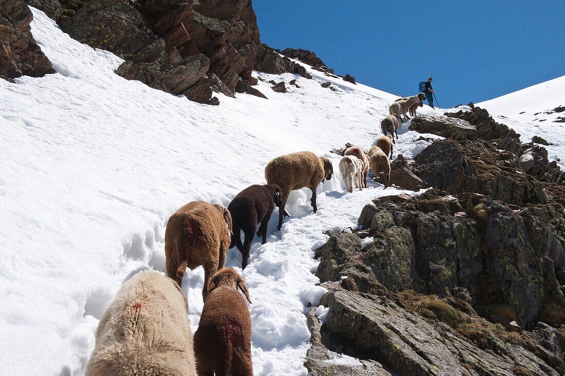 Schafherde beim Almauftrieb auf verschneitem Berghang, Similaun Gletscher, Südtirol, Alto Adige, Italien, Europa