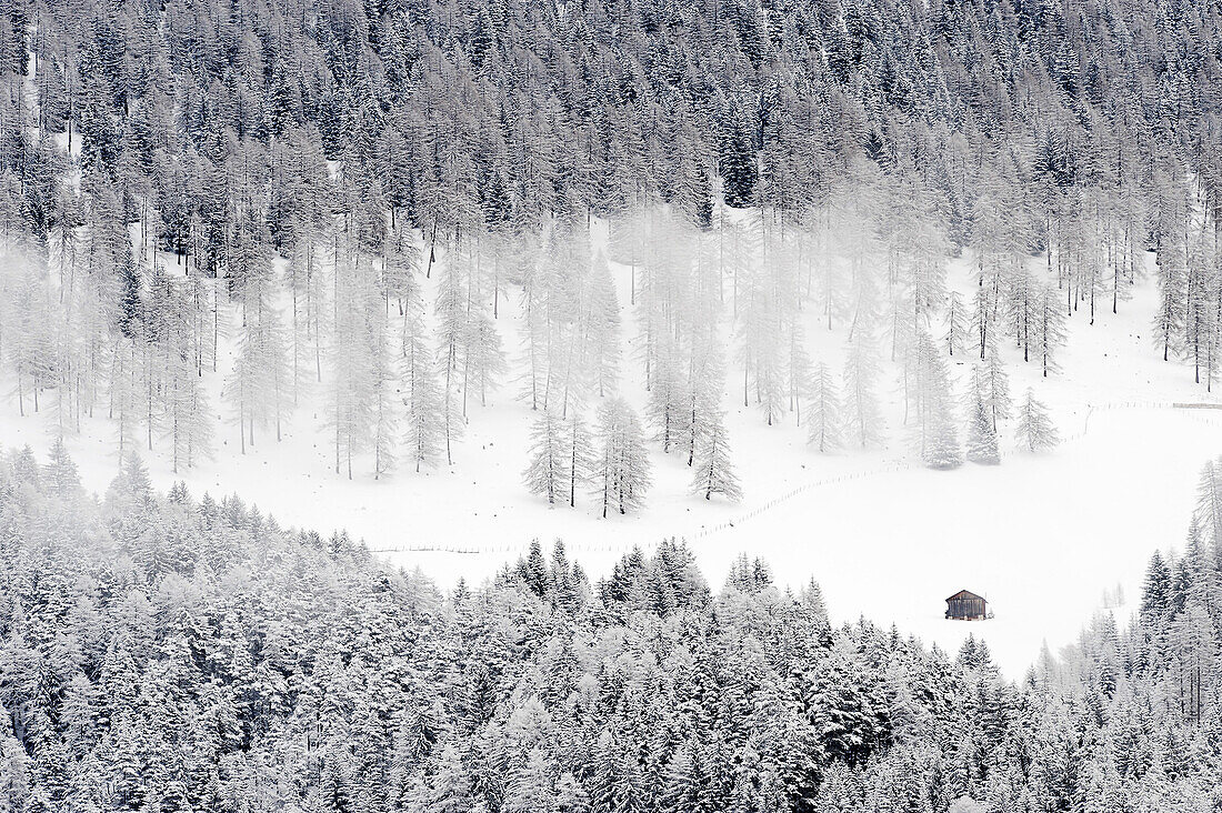 Verschneiter Fichtenwald im Winter, Tiersertal, Südtirol, Alto Adige, Italien, Europa