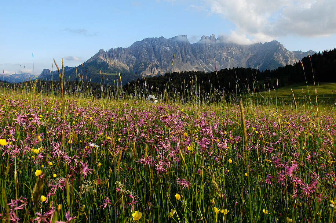 Alpine meadow with flowers in front of mountain scenery, Latemar, Eggental valley Dolomites, South Tyrol, Alto Adige, Italy, Europe
