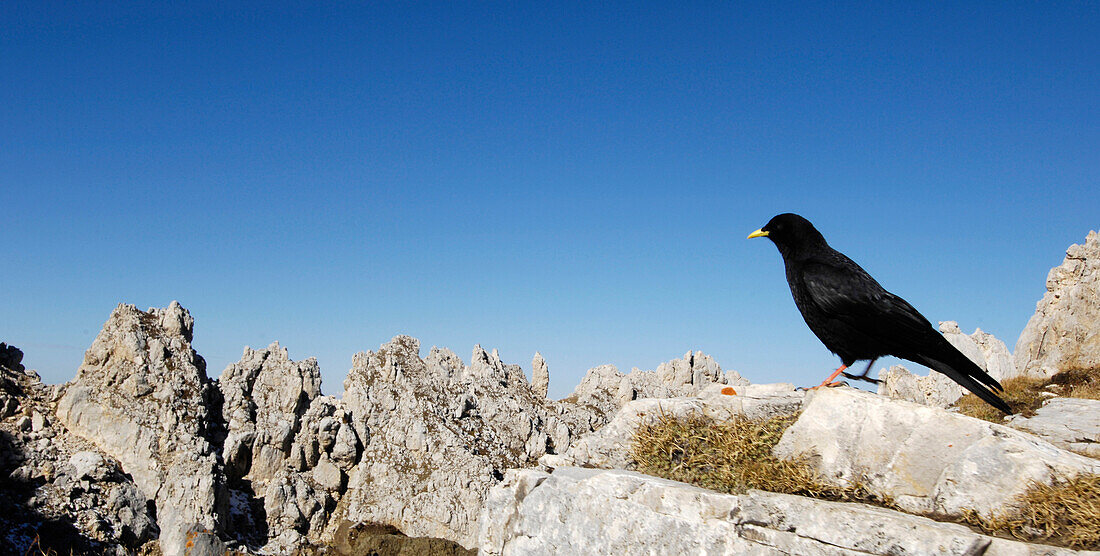 Black bird in the mountains, Latemar, Eggental valley, Dolomites, South Tyrol, Alto Adige, Italy, Europe