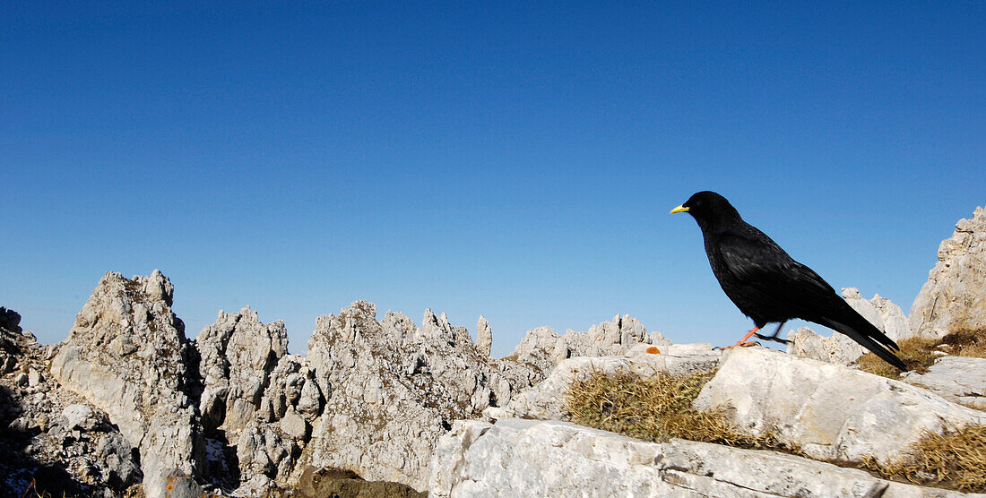 Schwarzer Vogel in den Bergen, Latemar, Eggental, Dolomiten, Südtirol, Alto Adige, Italien, Europa