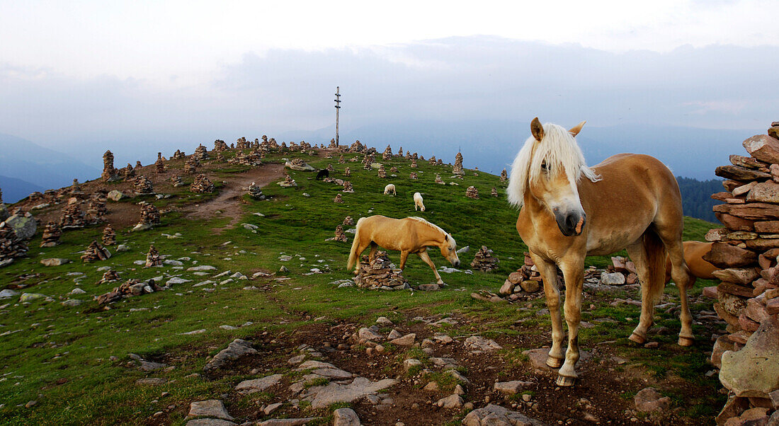 Horses between cairns in the evening, Moelten, South Tyrol, Alto Adige, Italy, Europe
