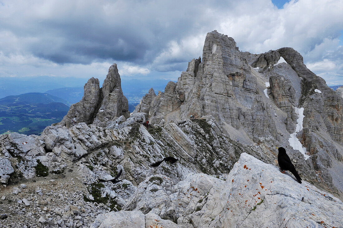 Black bird in the mountains, Latemar, Eggental valley, Dolomites, South Tyrol, Alto Adige, Italy, Europe