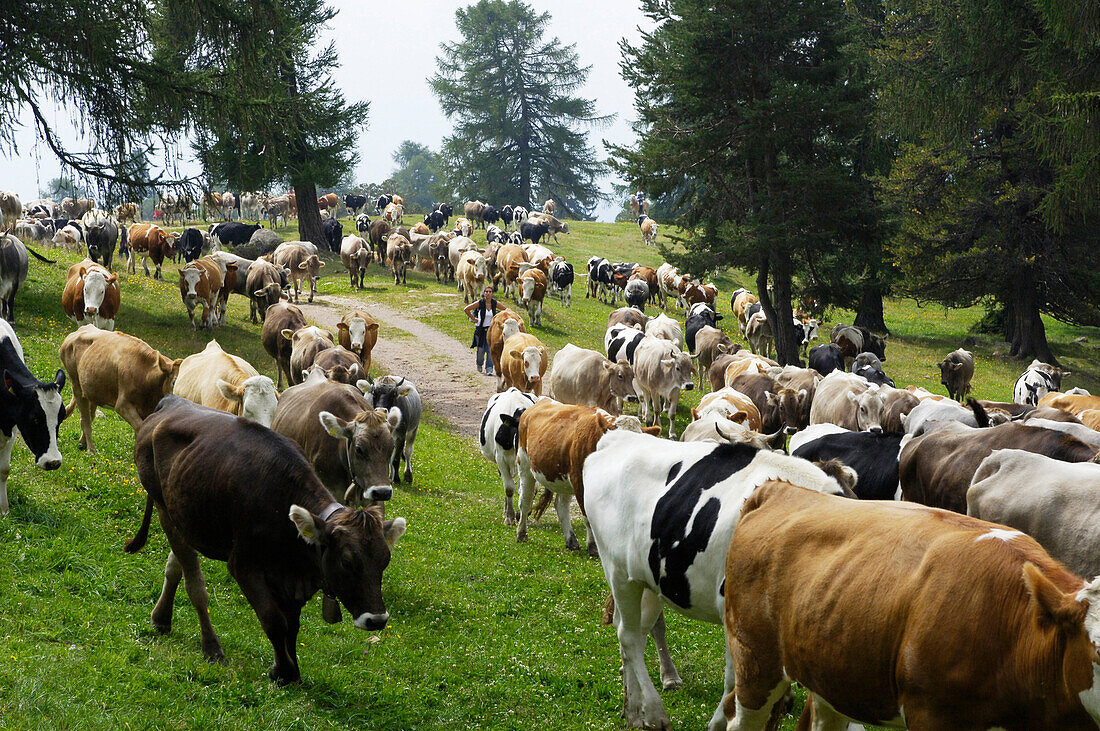 Kuhherde beim Almabtrieb, Ritten, Rittner Horn, Südtirol, Alto Adige, Italien, Europa