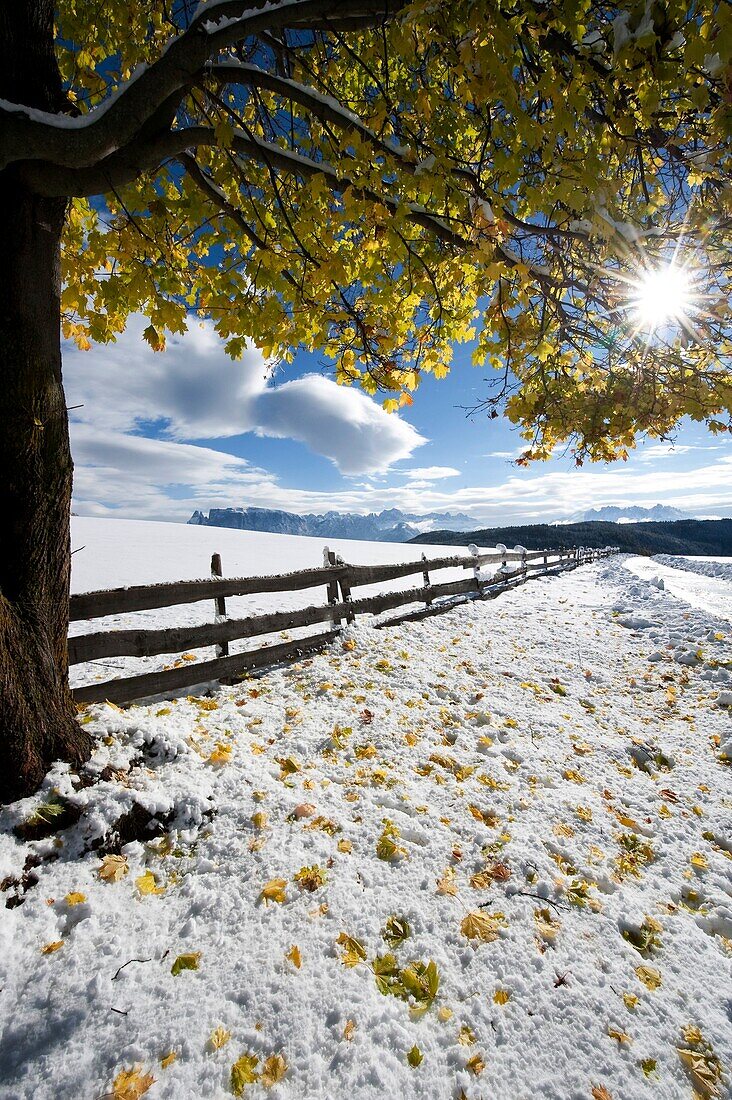 Tree and snow covered meadows in autumn, Sopra Bolzano, South Tyrol, Alto Adige, Italy, Europe