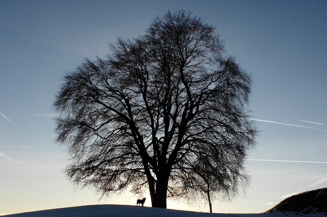 Silhouette of a beech tree in winter, South Tyrol, Alto Adige, Italy, Europe