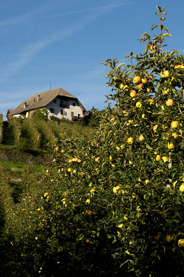 Apfelbaum mit Äpfeln im Sonnenlicht, Unterinn, Südtirol, Alto Adige, Italien, Europa