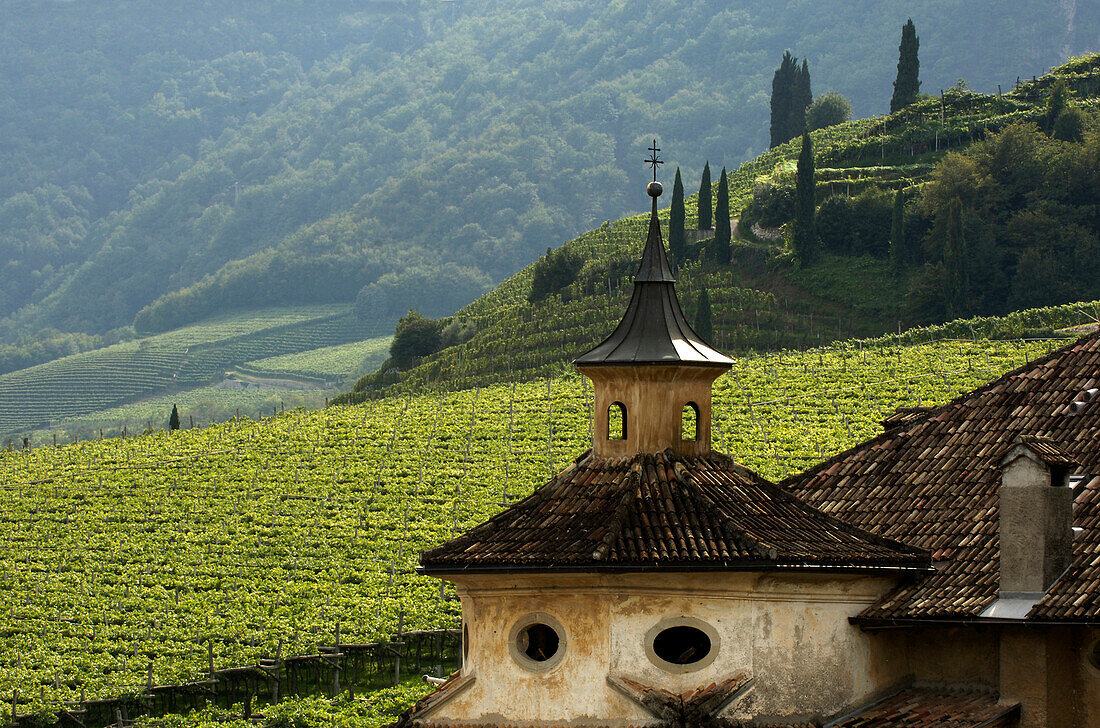 Building in front of vineyard, Kaltern an der Weinstrasse, South Tyrol, Alto Adige, Italy, Europe