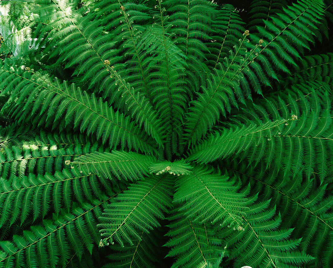 Green fern, close-up, England
