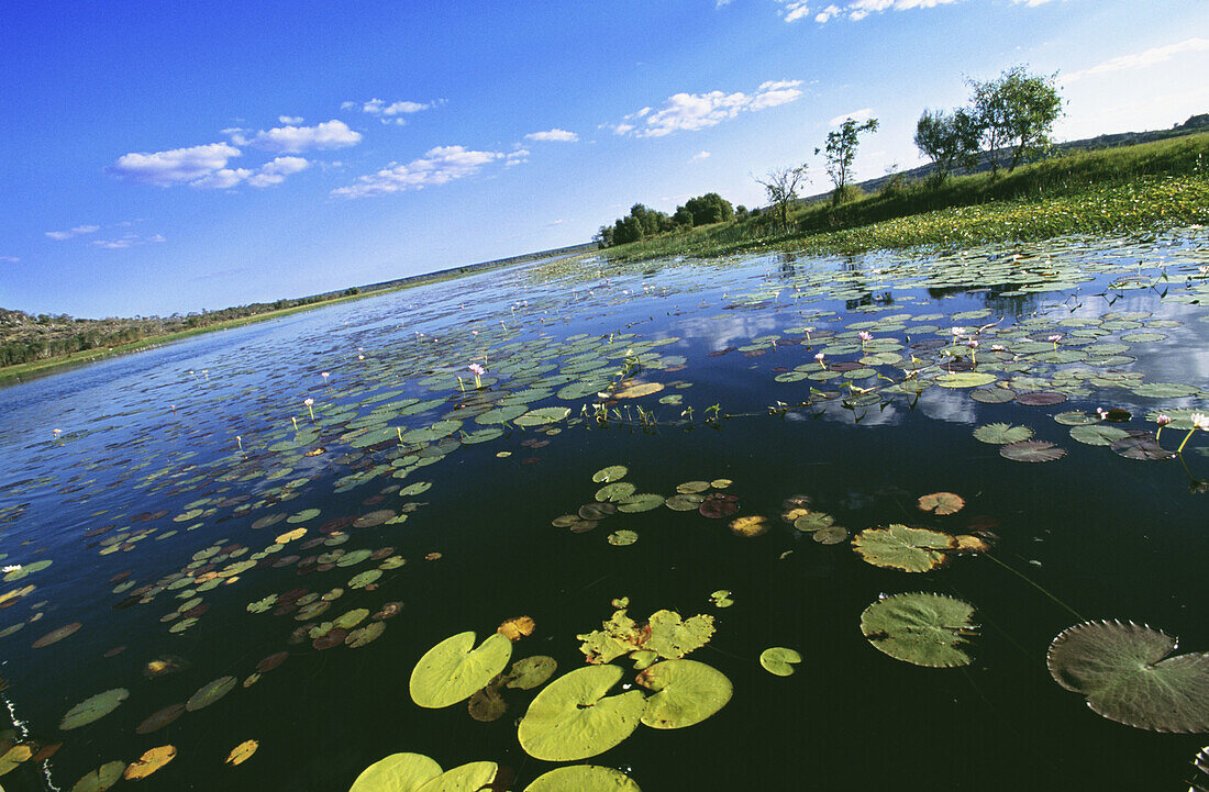 Water lilies on billabong, Lily pond, Davidsons Camp, Amhem, Northern Territory, Australia