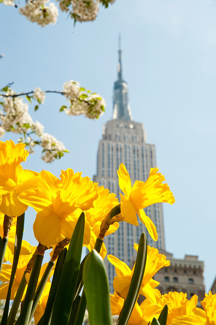 Views of the Empire State Building and flowers in springtime, Manhattan, New York, USA