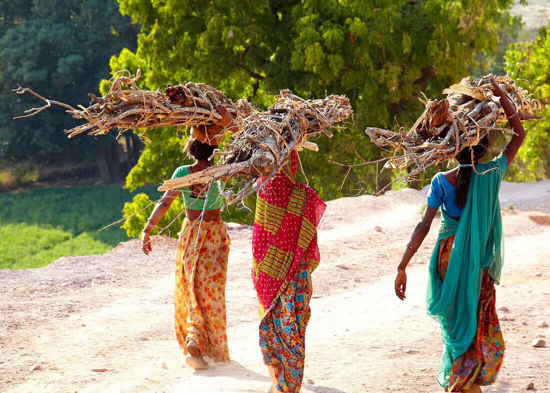 Group of women carrying firewood on their head, Rajasthan, India