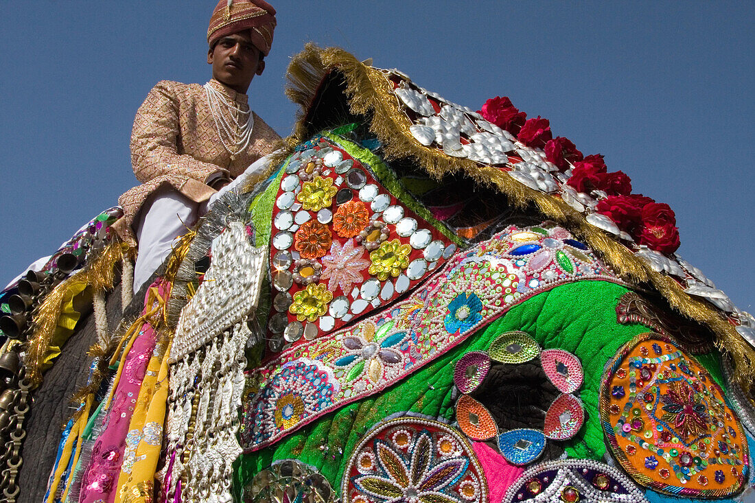 At Elephant Festival, Jaipur, Capital Of Rajasthan, India. Annual Event Held At Chaughan Stadium Within The Old Walled Centre Of Jaipur, Jaipur, Rajasthan State, India. Asia. 