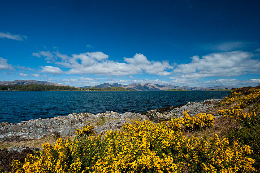 Looking across gorse bushes beside Loch Linnhe, Argyll & Bute, Scotland