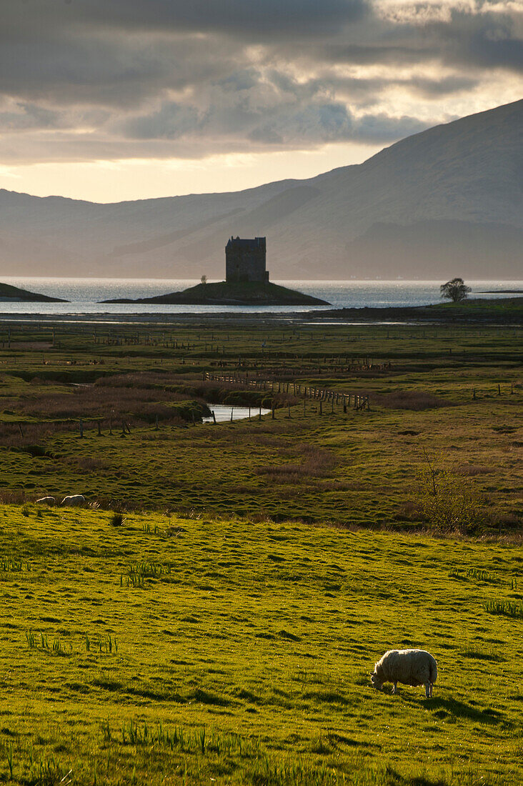 Sheep grazing in field in front of Castle Stalker at dusk, Appin, Argyll & Bute, Scotland