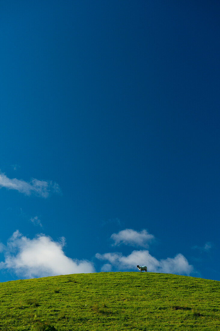 Sheep on top of hill near Little Langdale, Lake District National Park, Cumbria, England