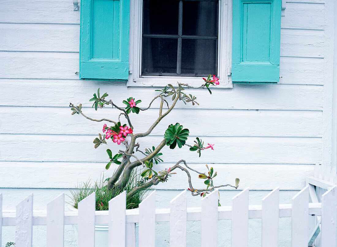 Potted plant outside old white house in Dunmore Town, Harbor Island, Bahamas