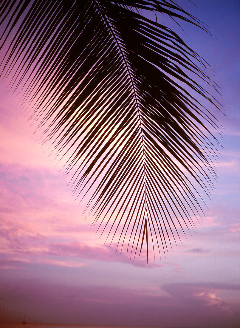 Palm tree branch at sunset, close up, Barbados