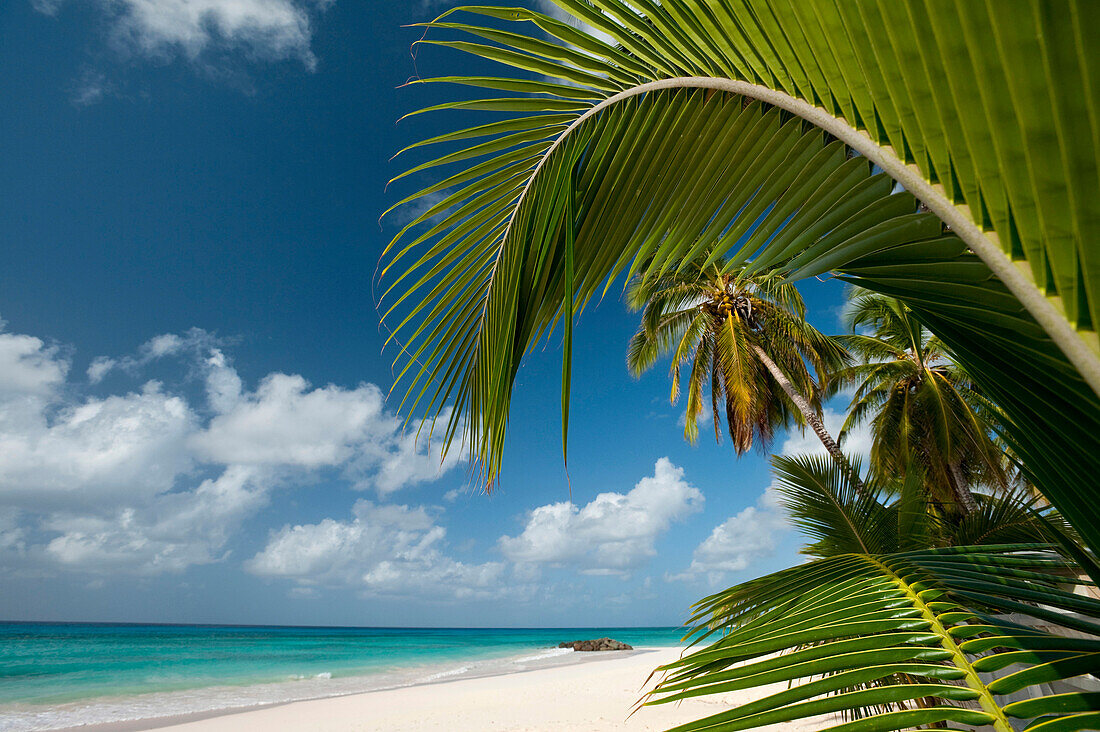 Palm trees on beach near Oistins, Barbados, Barbados